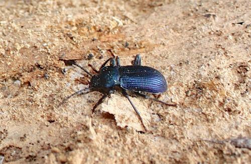 Réf. 197 670 : Helops caeruleus